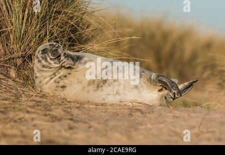 Ein grauer Robbenhund (Halichoerus grypus) rollt am Norfolk-Strand herum und reinigt sanft seinen Vorderfuß in der Sonne in den Dünen Stockfoto