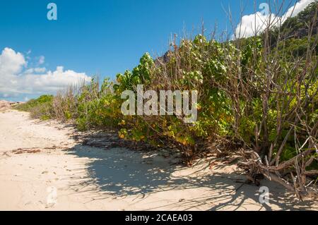 Strandbusch von Scaevola taccada, auch bekannt als Strandkohl, Meeressalat, Strand naupaka an einem aktuellen sonnigen Tag auf den Seychellen Inseln Stockfoto