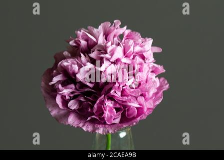 Eine rosa Mohnblume aus Tallulah Belle Blush in einer Vase Stockfoto