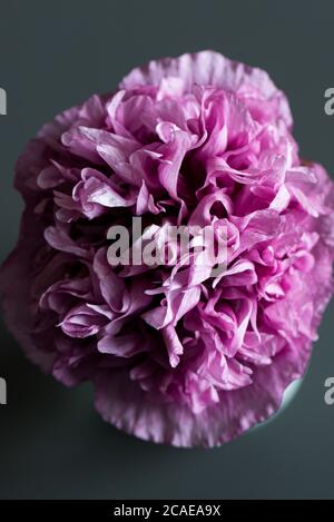 Eine rosa Mohnblume aus Tallulah Belle Blush in einer Vase Stockfoto