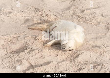 Der sehr junge Graurobbe (Halichoerus grypus)-Welpen schläft auf dem Sand zwischen den Futtermitteln in den Horsey-Dünen Stockfoto