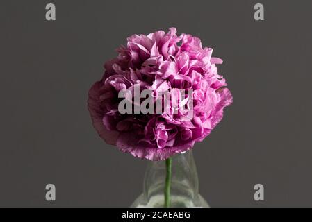 Eine rosa Mohnblume aus Tallulah Belle Blush in einer Vase Stockfoto