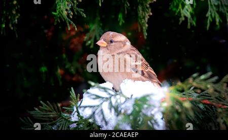 Eurasischer Baumsperling Passer montanus Winter, Schnee, Schneeflocken, Winterschnee, das beste Foto, auf Schnee auf Baum sitzen und Schnee fallen und Schnee tragen Stockfoto