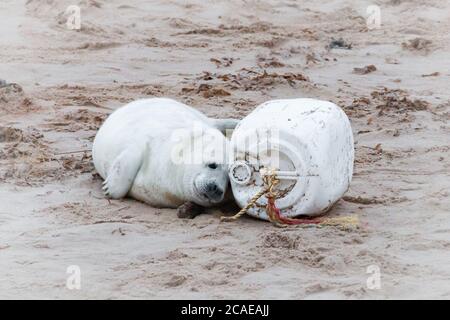 Der junge Robbenjunge (Halichoerus grypus) spielt mit dem Plastikmüll, der um ihn herum am Norfolk-Strand gespült wird Stockfoto