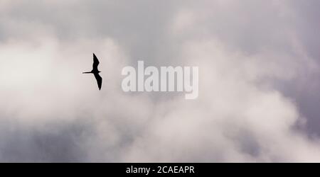 Silhouette eines Fregatte-Vogels auf dem Flügel über Panama City, Panama, Mittelamerika Stockfoto