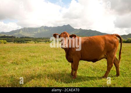 Princeville Ranch an der Nordküste von Kaua'i in Hawaii wirft Gras-Fed Bio-Rinder Stockfoto