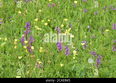 Wildblumenwiese im Frühjahr mit Kuhblumen 'primula varis' und grün-geflügelten Orchideen'orchis morio' in guter Zahl.Diese Wiese in Somerset ist eine seltene s Stockfoto