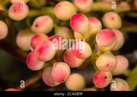 Früchte des Terebinths oder des Terpentinbaumes (Pistacia terebinthus) Stockfoto