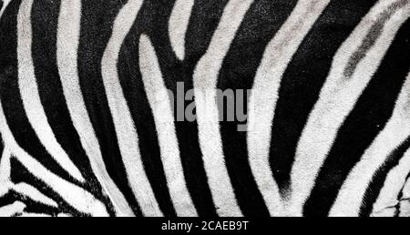 Hintergrund, auf dem die Struktur des Versteckes des Zebras dargestellt ist, das beste Foto Stockfoto