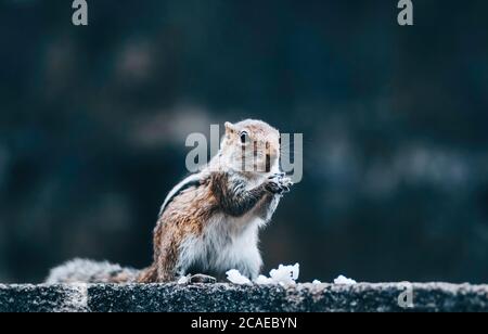 Weibliche Eichhörnchen sitzen und essen Reis mit beiden Händen Stockfoto