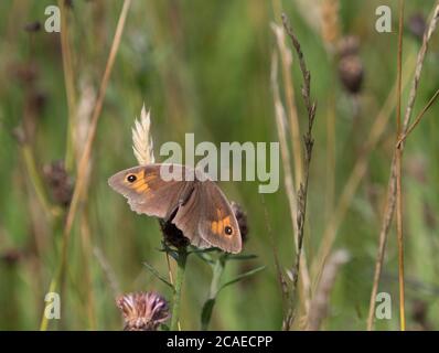 Meadow Brown Butterfly, Maniola jurtina, alleinerziehender Erwachsener, der sich auf Gras auf dem Feld ausruhen kann, Worcestershire, Großbritannien. Stockfoto