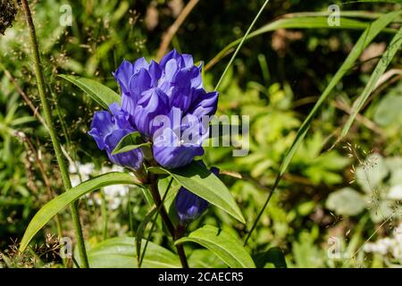 Nahaufnahme von blauen wilden gentiana-Blütenständen. Wächst auf der Insel Sachalin, Russland Stockfoto