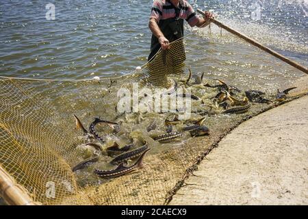 Störe fiel in das Netz der Fischer. Angeln und gefangener Fisch. Lebensmittelentnahmen im industriellen Maßstab. Stockfoto