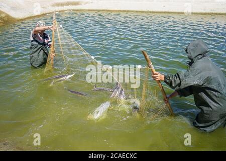 Störe fiel in das Netz der Fischer. Angeln und gefangener Fisch. Lebensmittelentnahmen im industriellen Maßstab. Stockfoto