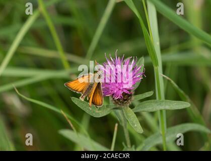 Kleiner Skipper, Thymelicus sylvestris, Alleinfalter mit Knapweed, Centaurea nigra, im Feld, Worcestershire, Großbritannien. Stockfoto