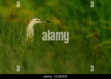 Ein Squacco Reiher (Ardeola ralloides) im Naturpark des Ebro Deltas Stockfoto