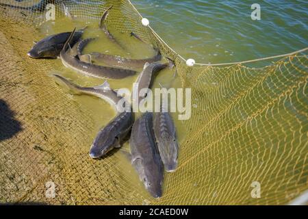 Störe fiel in das Netz der Fischer. Angeln und gefangener Fisch. Lebensmittelentnahmen im industriellen Maßstab. Stockfoto