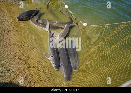Störe fiel in das Netz der Fischer. Angeln und gefangener Fisch. Lebensmittelentnahmen im industriellen Maßstab. Stockfoto
