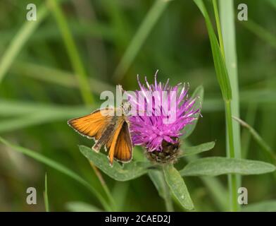 Kleiner Skipper, Thymelicus sylvestris, Alleinfalter mit Knapweed, Centaurea nigra, im Feld, Worcestershire, Großbritannien. Stockfoto