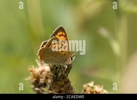 Kleines Kupfer, Lycaena phlaeas, alleinerziehender Erwachsener, der auf einer toten Blume von Knapweed, Centaurea nigra, in Field, Worcestershire, UK, ruht. Stockfoto