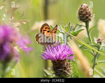 Kleinkupfer, Lycaena phlaeas, Einzeladulter, der mit Knapweed, Centaurea nigra, im Feld, Worcestershire, Großbritannien, füttert. Stockfoto