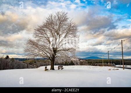 Ein Crimson König Ahornbaum in einem Feld in der Winter Stockfoto