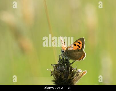 Kleines Kupfer, Lycaena phlaeas, alleinerziehender Erwachsener, der auf einer toten Blume von Knapweed, Centaurea nigra, in Field, Worcestershire, UK, ruht. Stockfoto