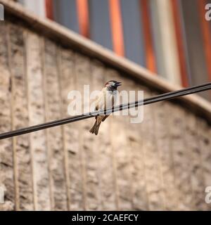 Low-Winkel-Aufnahme eines kleinen Vogels, der auf einem sitzt Draht vor einem Gebäude Stockfoto