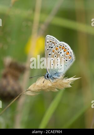 Gewöhnlicher blauer Schmetterling, Polyommatus icarus, alleinerziehender Erwachsener, der auf getrockneter Grasblume im Feld ruht, Worcestershire, Großbritannien. Stockfoto