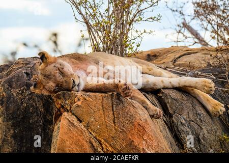 Löwen nach der Jagd auf Löwen Stockfoto