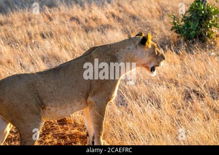 Löwen nach der Jagd auf Löwen Stockfoto