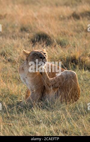 Löwen nach der Jagd auf Löwen Stockfoto