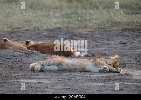 Löwen nach der Jagd auf Löwen Stockfoto