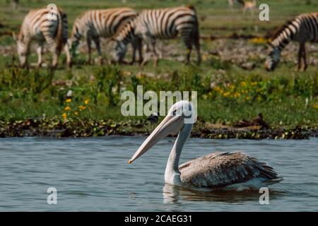 Pelikan vor Zebras Pelikan Zebra Stockfoto
