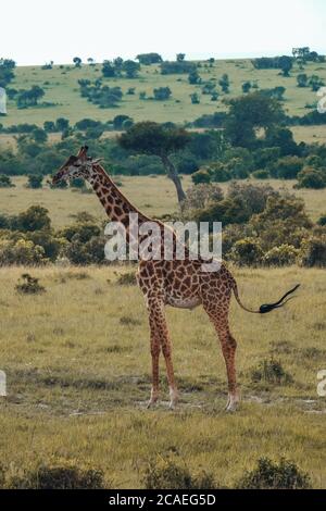 Giraffe in der Sonne Stockfoto