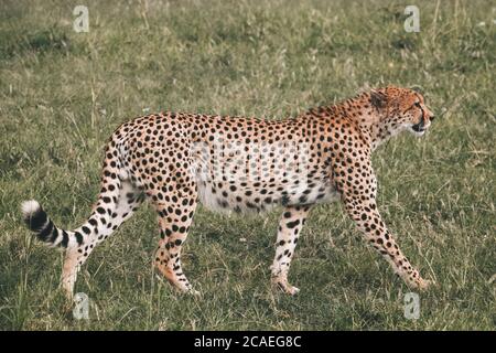 Gepard im Busch Stockfoto