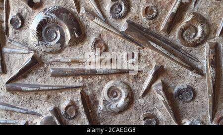 Steinplatte mit versteinerten Meerestieren Trilobiten und Ammoniten, Marokko Stockfoto