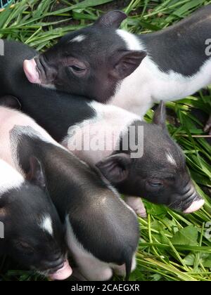 Vertikale Nahaufnahme von Babyferkeln mit schwarzen Flecken Gras Stockfoto