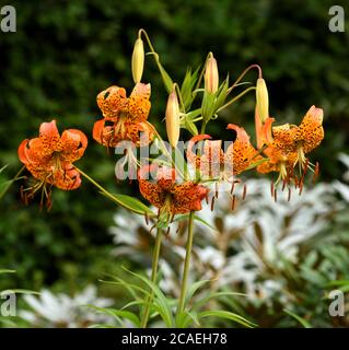 Eine Gruppe von orangen Blüten der American Tiger Lily. Stockfoto