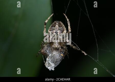 Nahaufnahme einer Orbis Weberspinne (Neoscona mukherjee) Araneidae, die sich von anderen Insekten ernähren Stockfoto