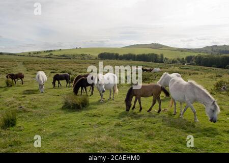 Dartmoor Ponys Szene #1 Stockfoto