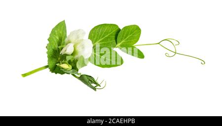 Frische grüne Erbse in der Hülse mit Blumen isoliert auf weißem Hintergrund. Grüne Erbsenblume. Stockfoto