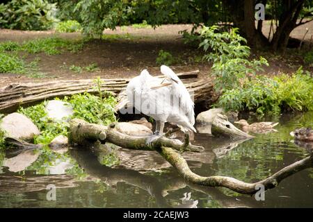 Großer weißer Pelikan, der auf einem Baum am Ufer eines Sees steht Stockfoto