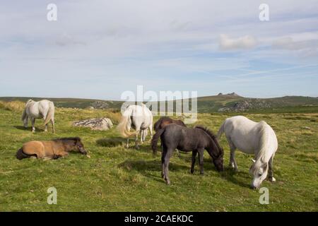 Dartmoor Ponys Szene #2 Stockfoto