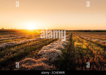 Sonnenuntergang auf Weizenfeld mit Maisstroh. Hintergrund Landwirtschaft Stockfoto