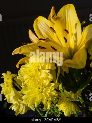 Gelben Blüten auf schwarzem Hintergrund Stockfoto