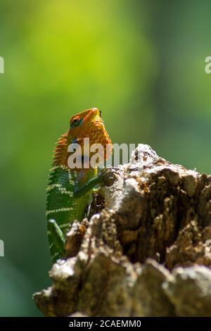 Nahaufnahme einer isolierten orangefarbenen und grünen Eidechse auf einem Baum. Ella, Sri Lanka. Schönes grünes Bokeh mit Licht im Hintergrund Stockfoto