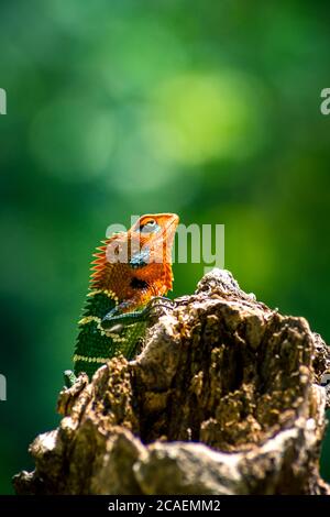 Nahaufnahme einer isolierten orangefarbenen und grünen Eidechse auf einem Baum. Ella, Sri Lanka. Schönes grünes Bokeh mit Licht im Hintergrund Stockfoto