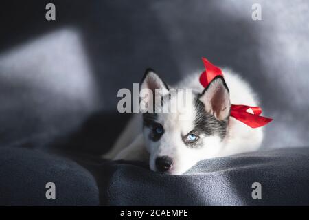 Ein kleiner weißer Hund Welpe Rasse sibirischen Husky mit roten Bogen schlafen auf grauem Teppich. Perfektes Geburtstagsgeschenk für Ihr Kind. Hunde und Tierfotografie Stockfoto