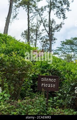 Text "Silence please" auf einem Holzbrett in der Nähe von tropischen Teeplantage, Ella, Sri Lanka. Stille bitte hölzernes Schild Stockfoto